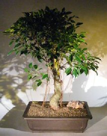 Ficus Retusa Bonsai Tree<br><i></i>Banyan Style<br><i></i>(ficus retusa)
