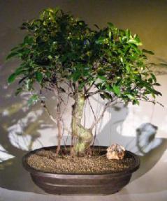 Ficus Retusa Bonsai Tree<br><i></i>Curved Trunk, Tiered Branching, and Banyan Roots<br><i></i>(ficus retusa)
