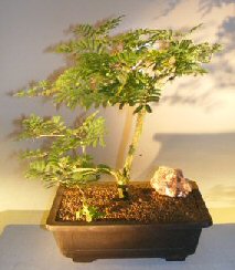 Flowering Princess Earrings Bonsai Tree<br><i>(dichrostachys cinerea)</i>