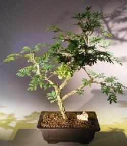 Flowering Princess Earrings Bonsai Tree<br><i>(dichrostachys cinerea)</i>