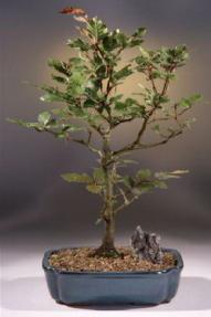 OUT OF STOCK - Copper Beech Bonsai Tree<br><i>(fagus sylvatica 'purpurea')</i>