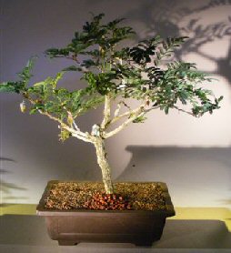 Flowering Princess Earrings Bonsai Tree<br><i>(dichrostachys cinerea)</i>