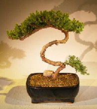 Juniper Bonsai Tree - Trained <br><i></i>(juniper procumbens nana) 