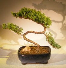 Juniper Bonsai Tree - Trained <br><i></i>(juniper procumbens nana) 