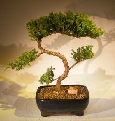 Juniper Bonsai Tree - Trained <br><i></i>(juniper procumbens nana) 