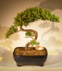 Juniper Bonsai Tree - Trained <br><i></i>(juniper procumbens nana) 