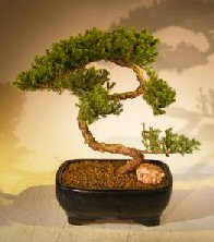 Juniper Bonsai Tree - Trained <br><i></i>(juniper procumbens nana) 