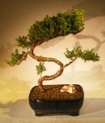 Juniper Bonsai Tree - Trained <br><i></i>(juniper procumbens nana) 