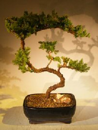 Juniper Bonsai Tree - Trained <br><i></i>(juniper procumbens nana) 