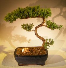 Juniper Bonsai Tree - Trained <br><i></i>(juniper procumbens nana) 