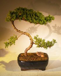 Juniper Bonsai Tree - Trained <br><i></i>(juniper procumbens nana) 