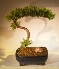 Juniper Bonsai Tree - Trained <br><i></i>(juniper procumbens nana) 