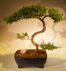 Juniper Bonsai Tree - Trained <br><i></i>(juniper procumbens nana) 