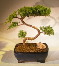 Juniper Bonsai Tree - Trained <br><i></i>(juniper procumbens nana) 