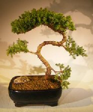 Juniper Bonsai Tree - Trained <br><i></i>(juniper procumbens nana) 