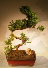 Juniper Bonsai Tree - Trained <br><i></i>(juniper procumbens nana) 