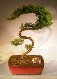 Juniper Bonsai Tree - Trained <br><i></i>(juniper procumbens nana) 