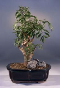 Ming Aralia Bonsai Tree<br><i>(polyscais fruticosa)</i>