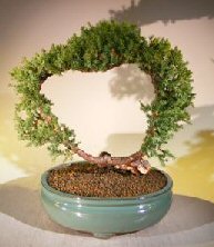 Juniper Bonsai Tree - Trained <br><i></i>(juniper procumbens nana) 