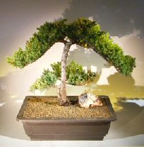 Juniper Bonsai Tree - Trained <br><i></i>(juniper procumbens nana) 