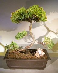 Juniper Bonsai Tree - Trained <br><i></i>(juniper procumbens nana) 