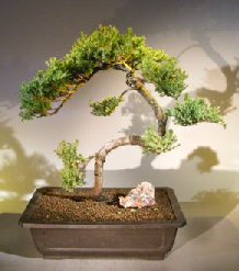 Juniper Bonsai Tree - Trained <br><i></i>(juniper procumbens nana) 