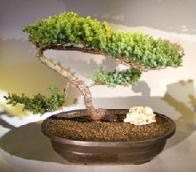 Juniper Bonsai Tree - Trained <br><i></i>(juniper procumbens nana) 