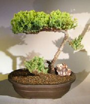 Juniper Bonsai Tree - Trained <br><i></i>(juniper procumbens nana) 