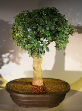 Flowering Fukien Tea Bonsai Tree<br>Upright Style<br><i>(ehretia microphylla)</i>