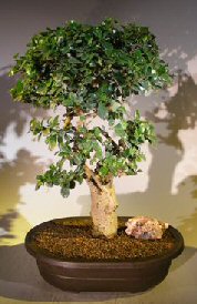 Flowering Fukien Tea Bonsai Tree<br>Upright Style<br><i>(ehretia microphylla)</i>