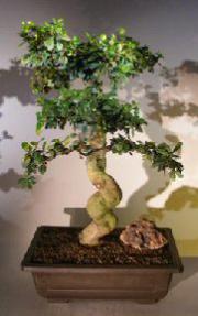 Flowering Fukien Tea Bonsai Tree<br><i></i>Curved Trunk & Tiered Branching Style<br><i>(ehretia microphylla)</i>