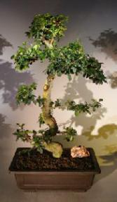 Flowering Fukien Tea Bonsai Tree<br>Curved Trunk & Tiered Branching<br><i>(ehretia microphylla)</i>