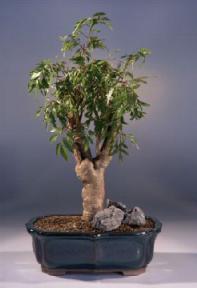 Ming Aralia Bonsai Tree<br><i>(polyscais fruticosa)</i>