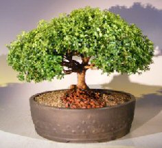 Japanese Kingsville Boxwood Bonsai Tree<br><i>(buxus microphylla compacta)</i>