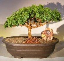 Japanese Kingsville Boxwood Bonsai Tree<br><i>(buxus microphylla compacta)</i>