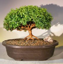 Japanese Kingsville Boxwood Bonsai Tree<br>Exposed Roots<br><i>(buxus microphylla compacta)</i>