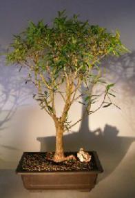 Willow Leaf Ficus Bonsai Tree<br><i></i>(Ficus Nerifolia/Salisafolia) 