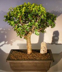 Baby Jade Bonsai Tree<br><i></i>(Portulacaria Afra)