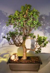 Baby Jade Bonsai Tree<br><i></i>(Portulacaria Afra)