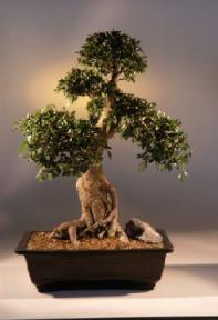 Chinese Elm Bonsai Tree<br><i>(ulmus parvifolia)</i>