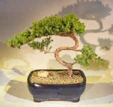 Juniper Bonsai Tree - Trained <br><i></i>(juniper procumbens nana)