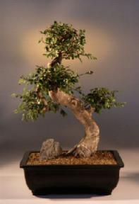 Chinese Elm Bonsai Tree<br><i>(ulmus parvifolia)</i>