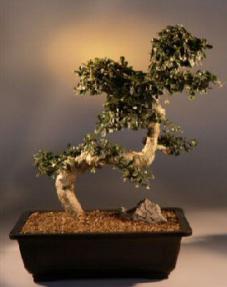 Fukien Tea Bonsai Tree<br><i>(ehretia microphylla)</i>