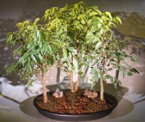Ficus Bonsai Tree Variegated <br> 3 Tree Forrest Group<br><i>(ficus benjamina)</i>