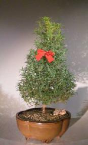 Flowering Rosemary<br><i></i>Christmas Tree Style<br><i></i>(rosmarinus officinalis) 