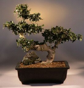 Fukien Tea Bonsai Tree<br><i>(carmona)</i>