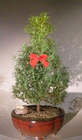 Flowering Rosemary<br><i></i>Christmas Tree Style<br><i></i>(rosmarinus officinalis) 