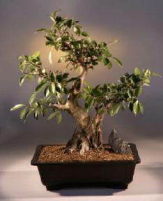 Taiwan Ficus Bonsai Tree<br><i>(ficus retusa)</i>