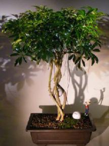 Hawaiian Umbrella Bonsai Tree<br><i></i>Braided Trunk with Golf Ball<br><i>(arboricola schefflera)</i>