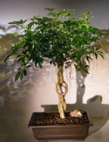 Hawaiian Umbrella Bonsai Tree<br><i></i>Braided Trunk with Golf Ball<br><i>(arboricola schfflera)</i>